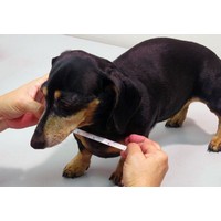 dog wheelchair mini measurments